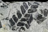 Pennsylvanian Fossil Fern And Horsetail Plate - Kentucky #112878-1